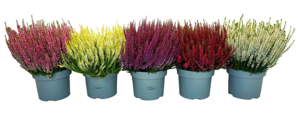Calluna