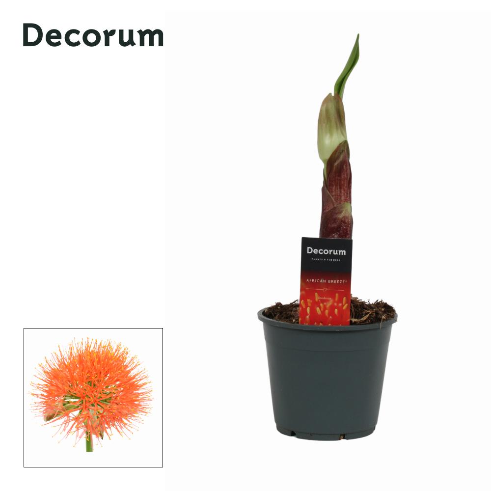Scadoxus