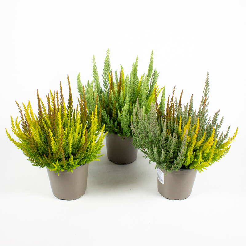 Calluna vulgaris beauty ladies skyline trio