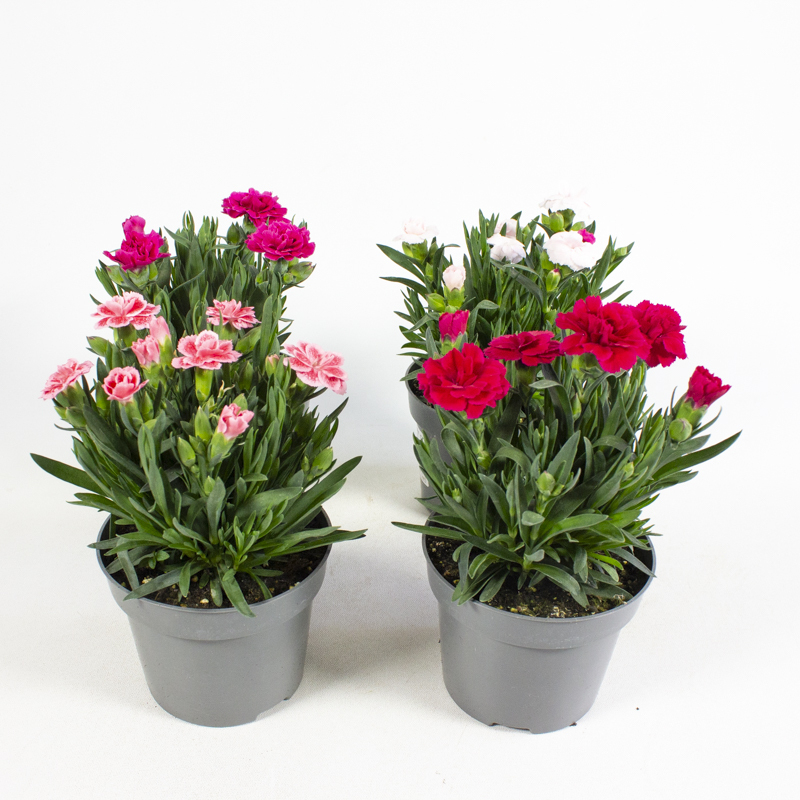 Dianthus caryophyllus oscar