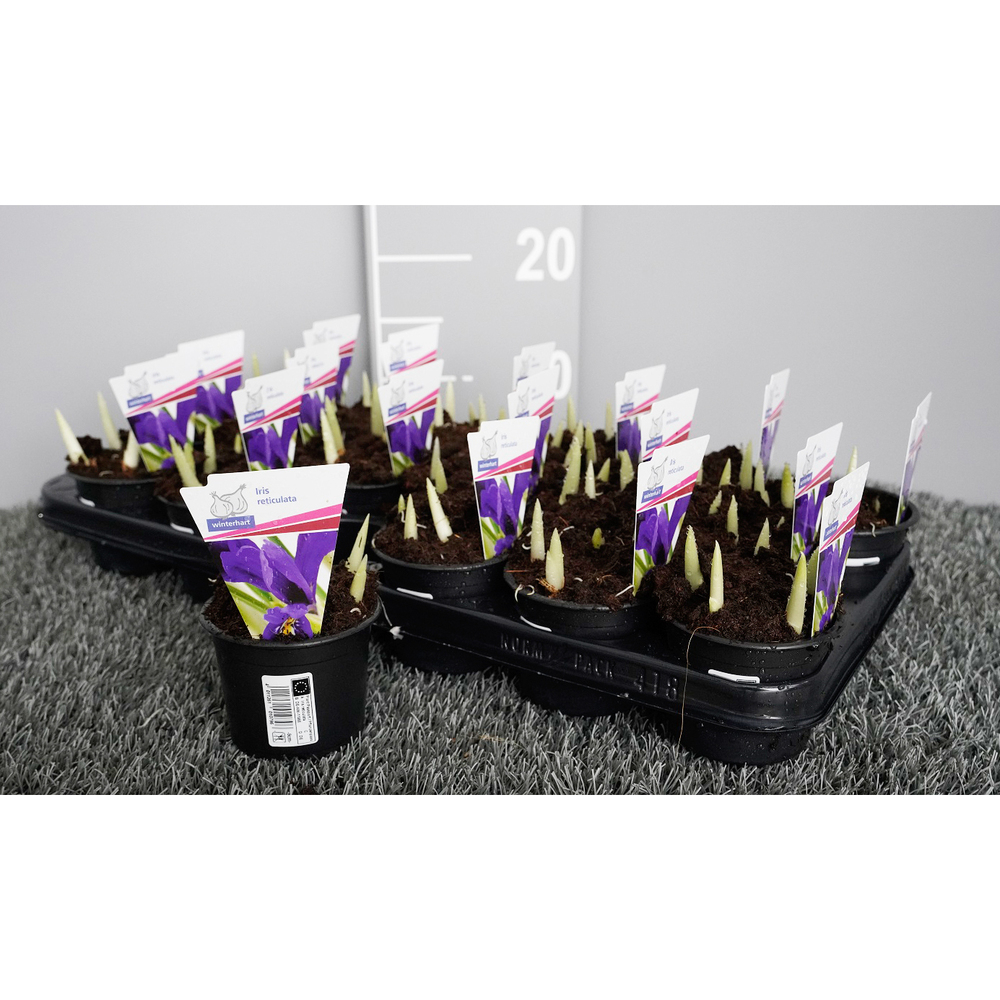 Iris reticulata pixie