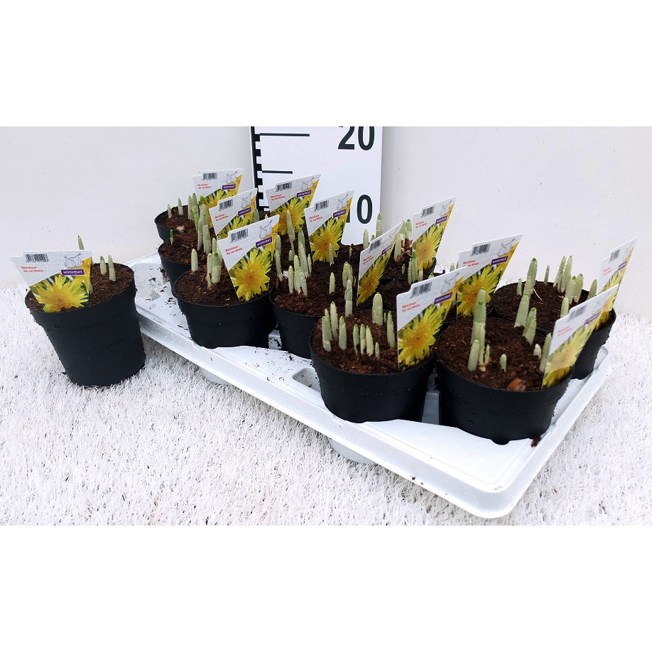 Narcissus rip v. winkel