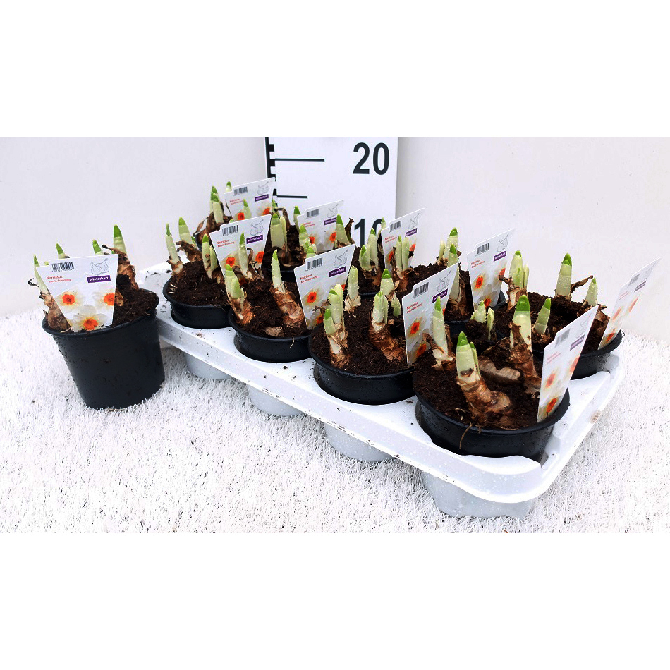 Narcissus barett browning