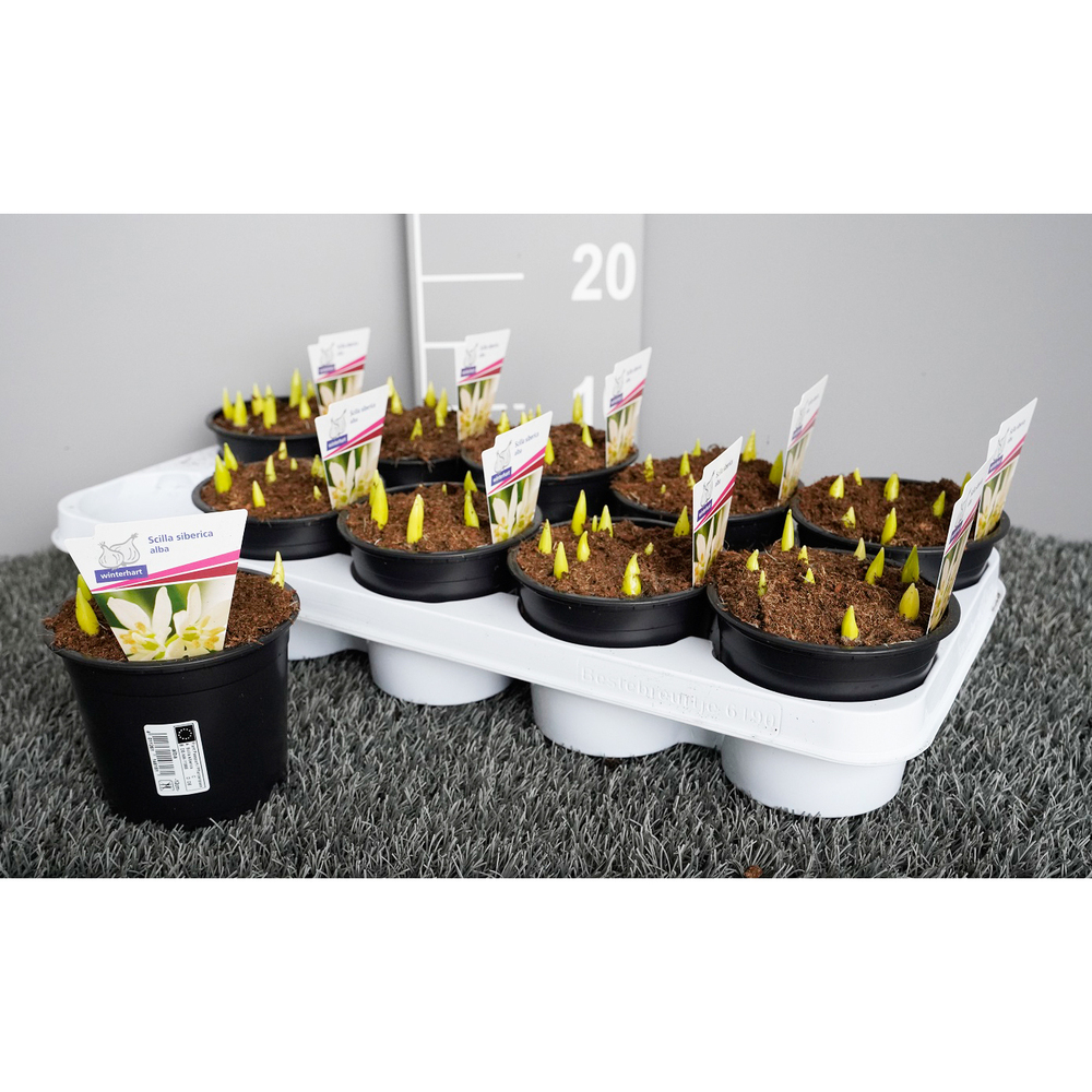 Scilla siberica alba