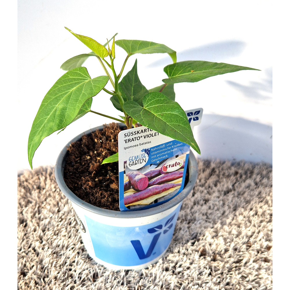 Ipomoea batatas erato violet