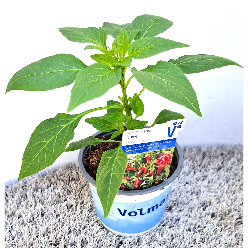 Capsicum annuum joyride