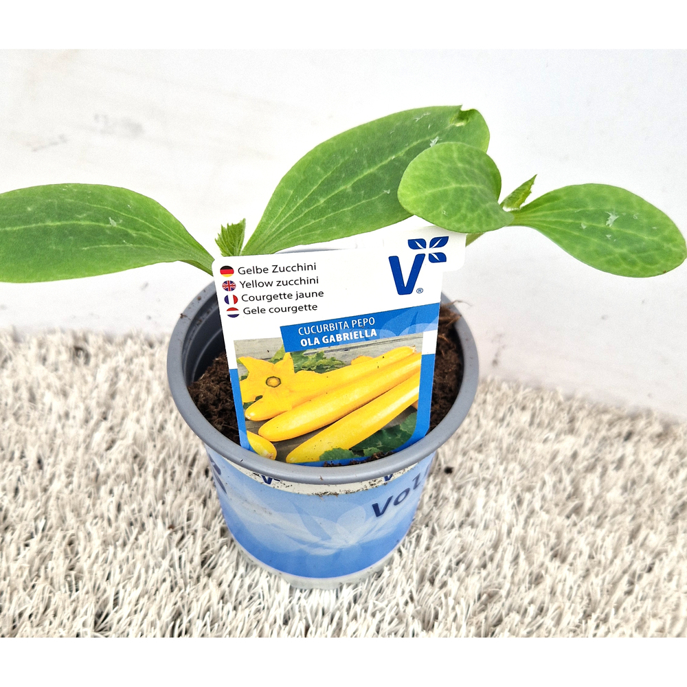 Cucurbita pepo ola gabriela