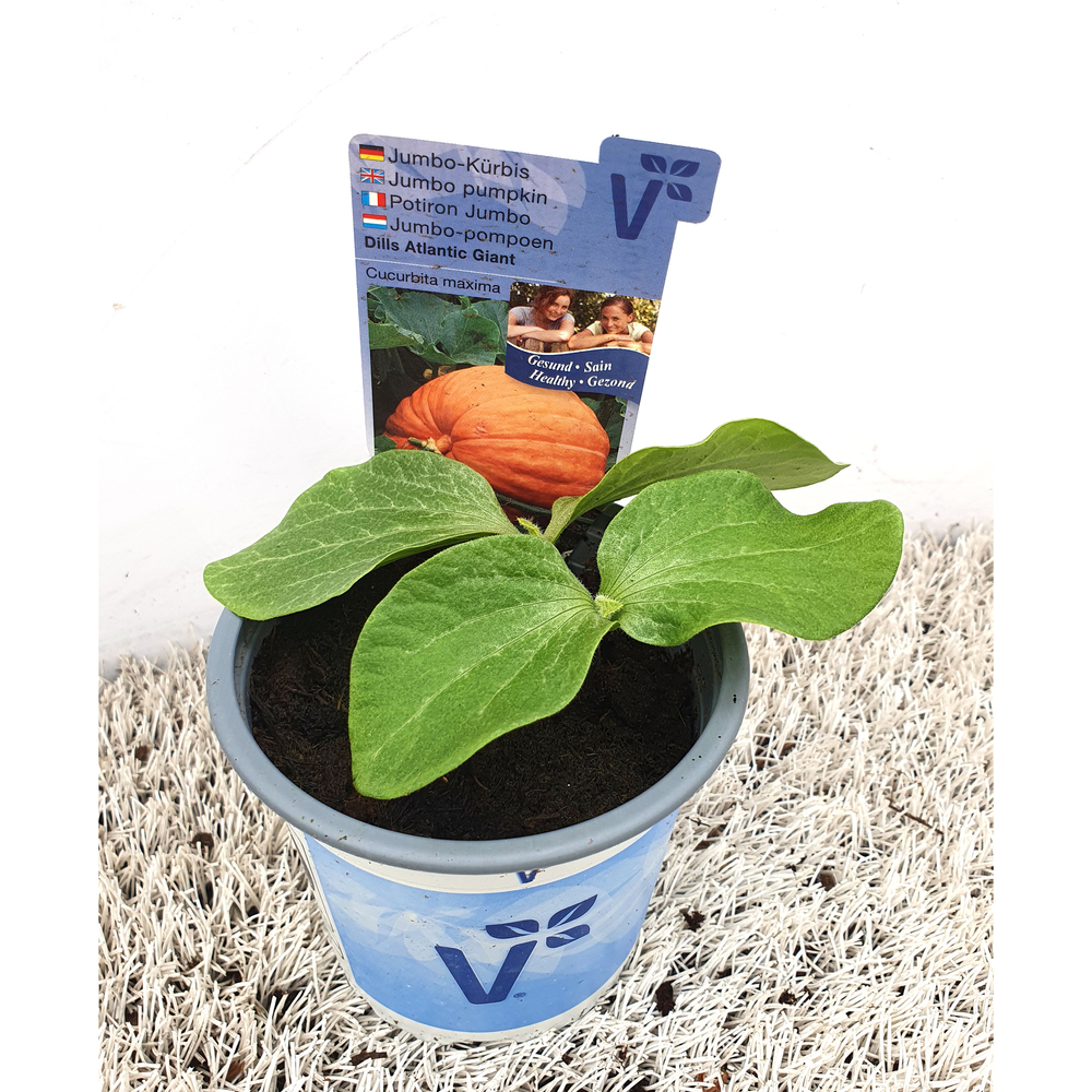 Cucurbita maxima dills atlantic giant