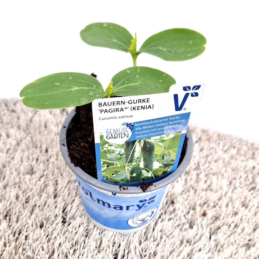 Cucumis sativus pagira