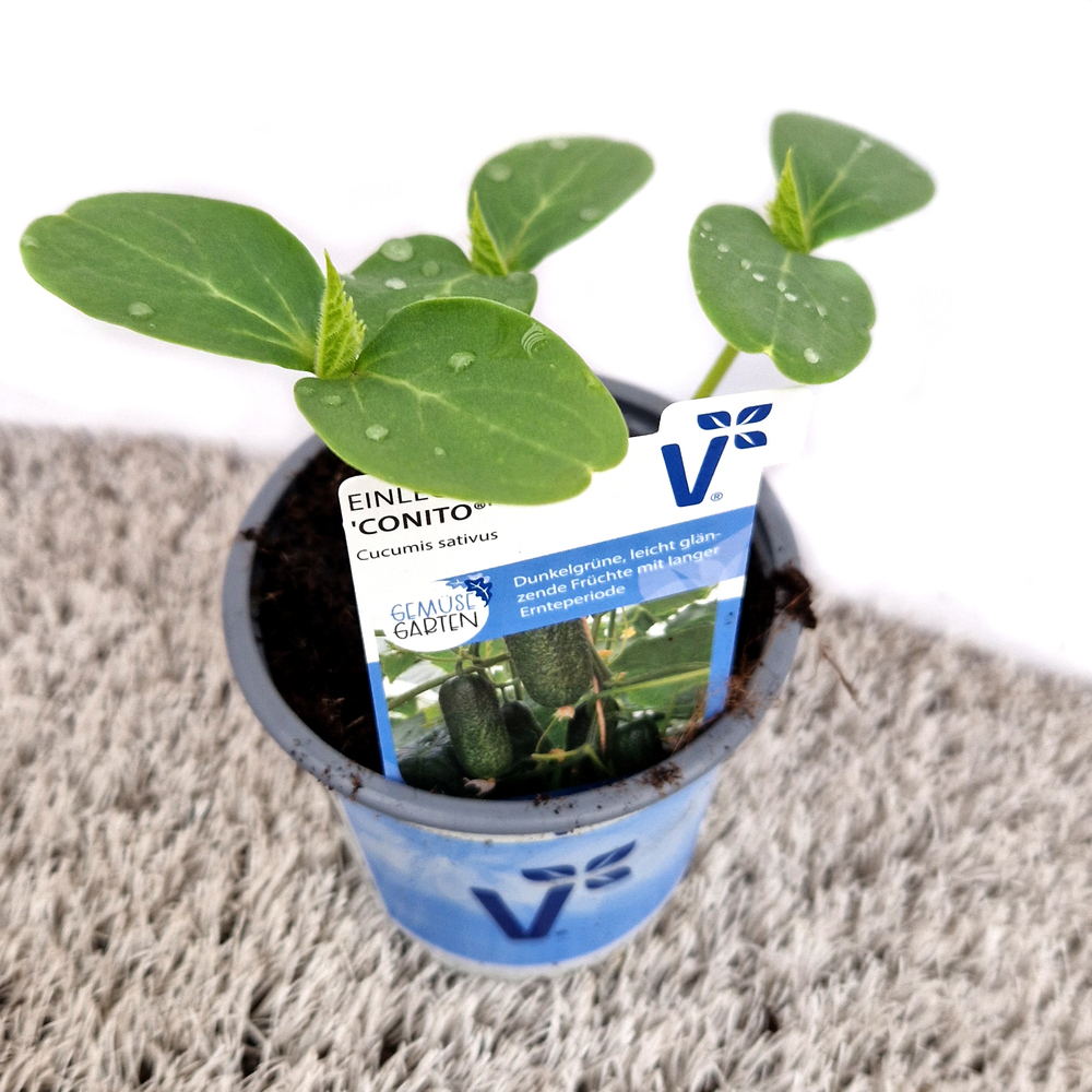 Cucumis sativus conito