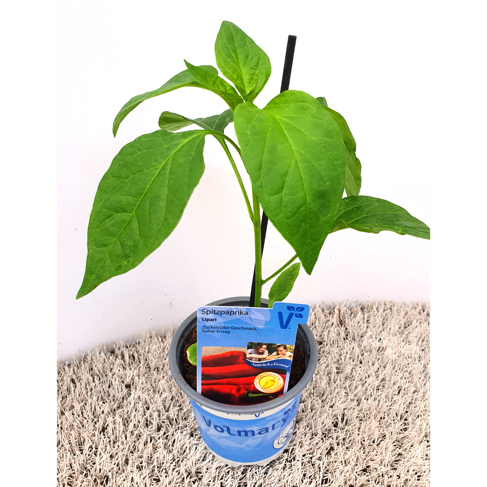 Capsicum annuum lipari