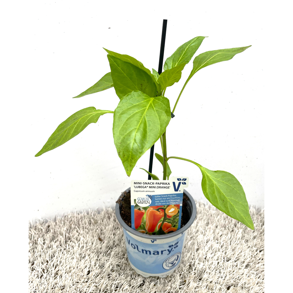 Capsicum annuum lubega mini orange