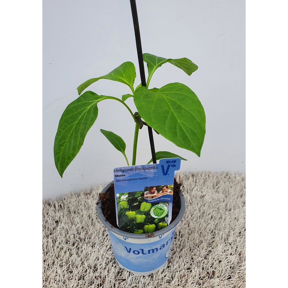 Capsicum annuum beluga light green