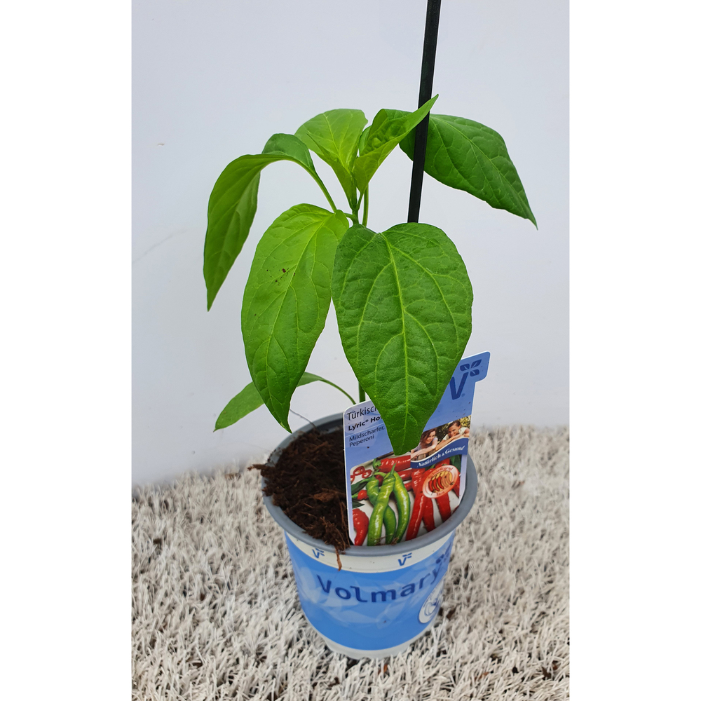 Capsicum annuum lyric hot