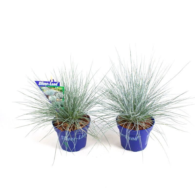 festuca glauca