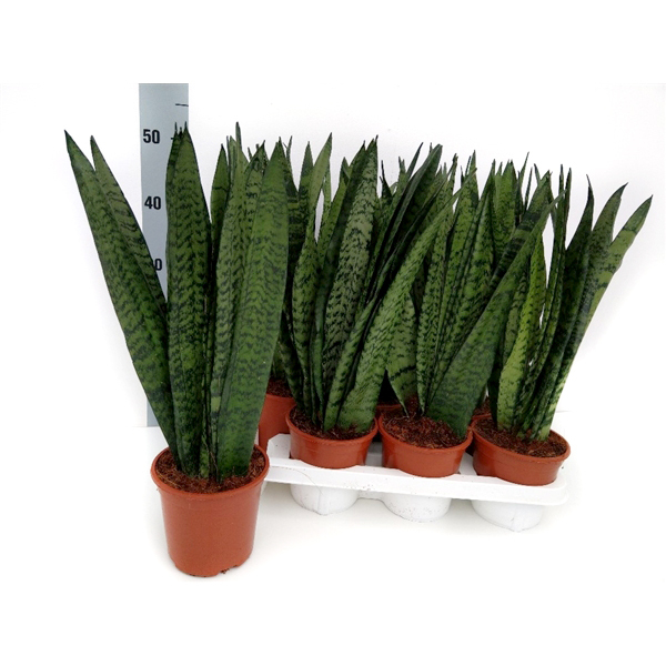 Sansevieria zeylanica compacta fan