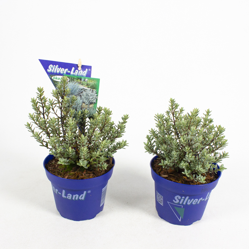Hebe pimeleoides glauca
