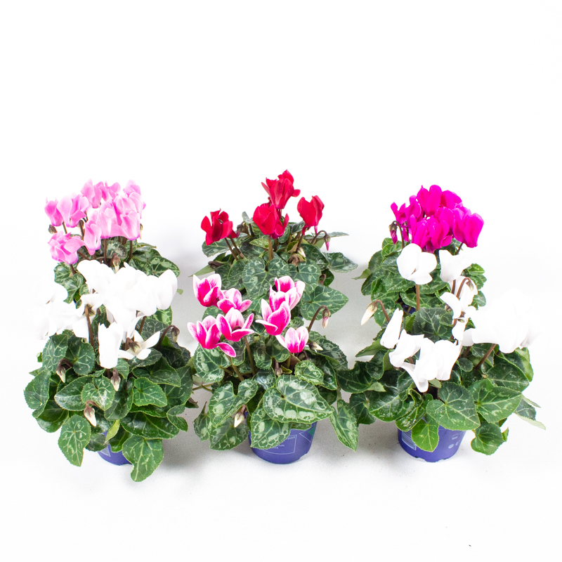 Cyclamen out land micro