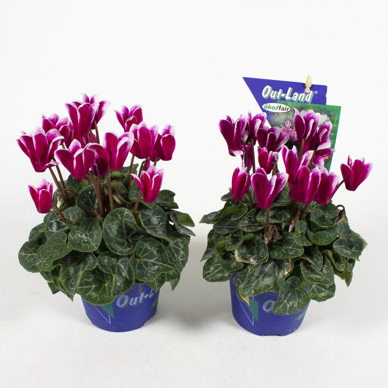 Cyclamen out land mini fantasia