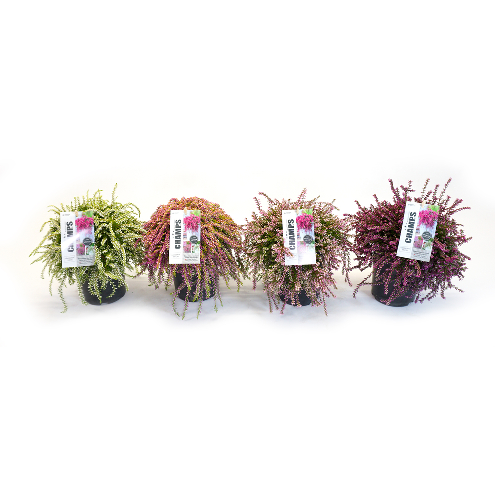Calluna vulgaris beauty ladies champs