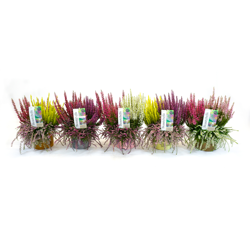 Calluna vulgaris beauty ladies beautybelle