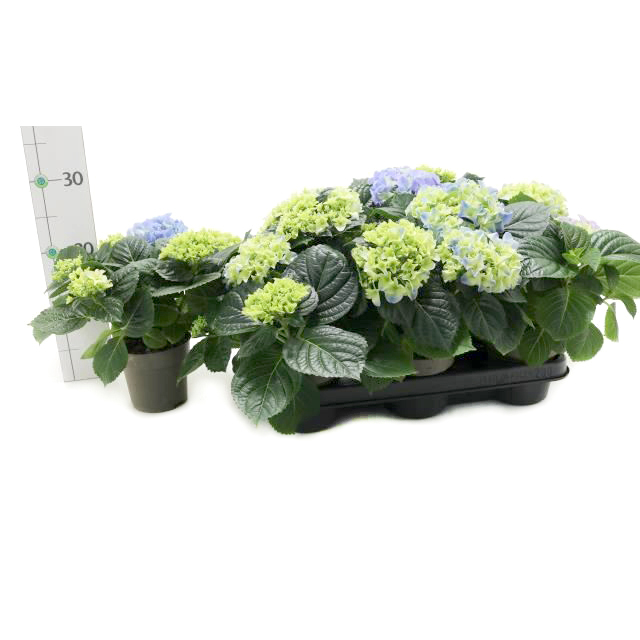 hydrangea macrophylla