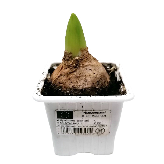 Hyacinthus orientalis vierkanttopf