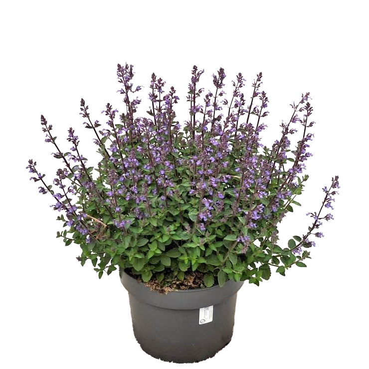 Nepeta