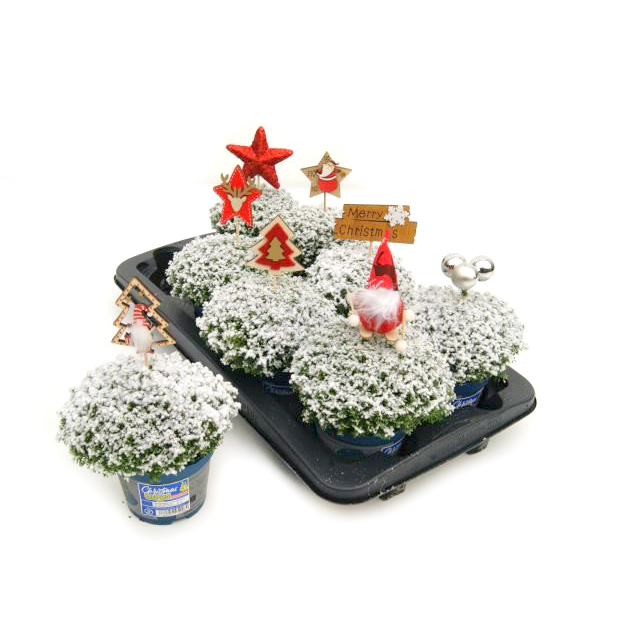 Hebe green globe christmasboys