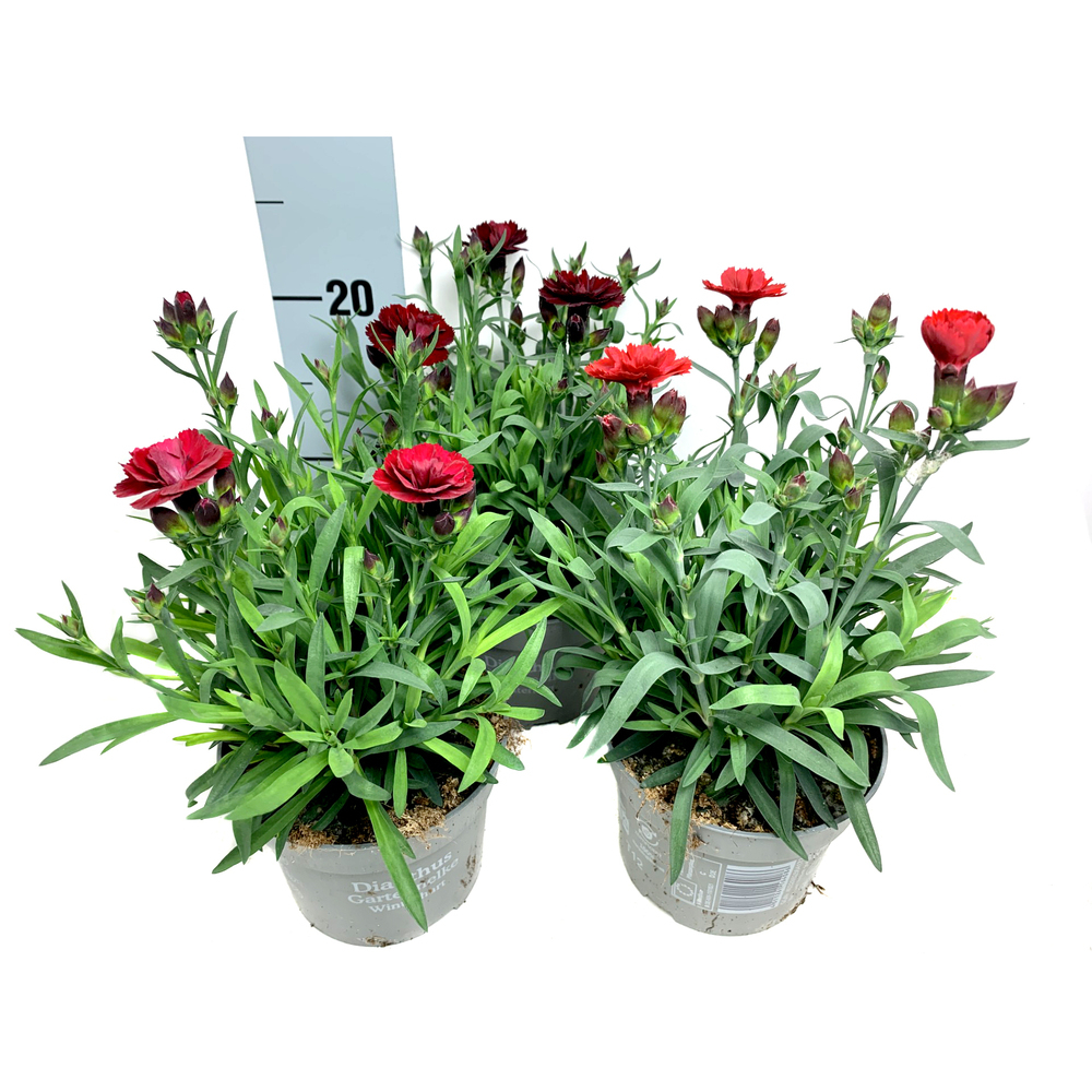 Dianthus caryophyllus carmen