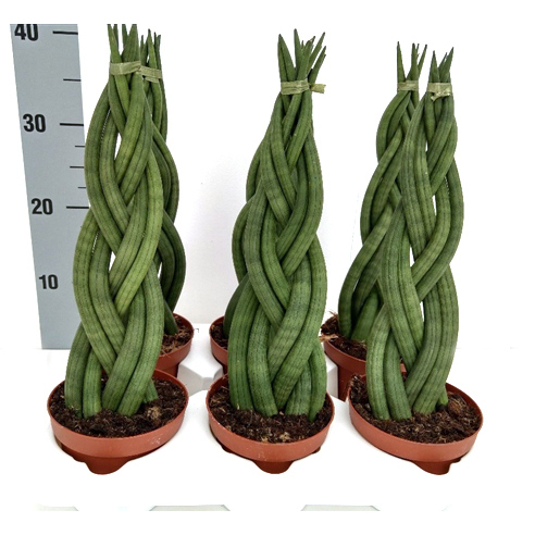 sansevieria cylindrica braid