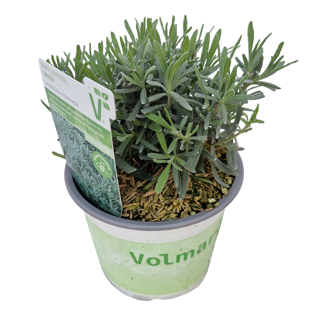 Lavandula angustifolia grosso