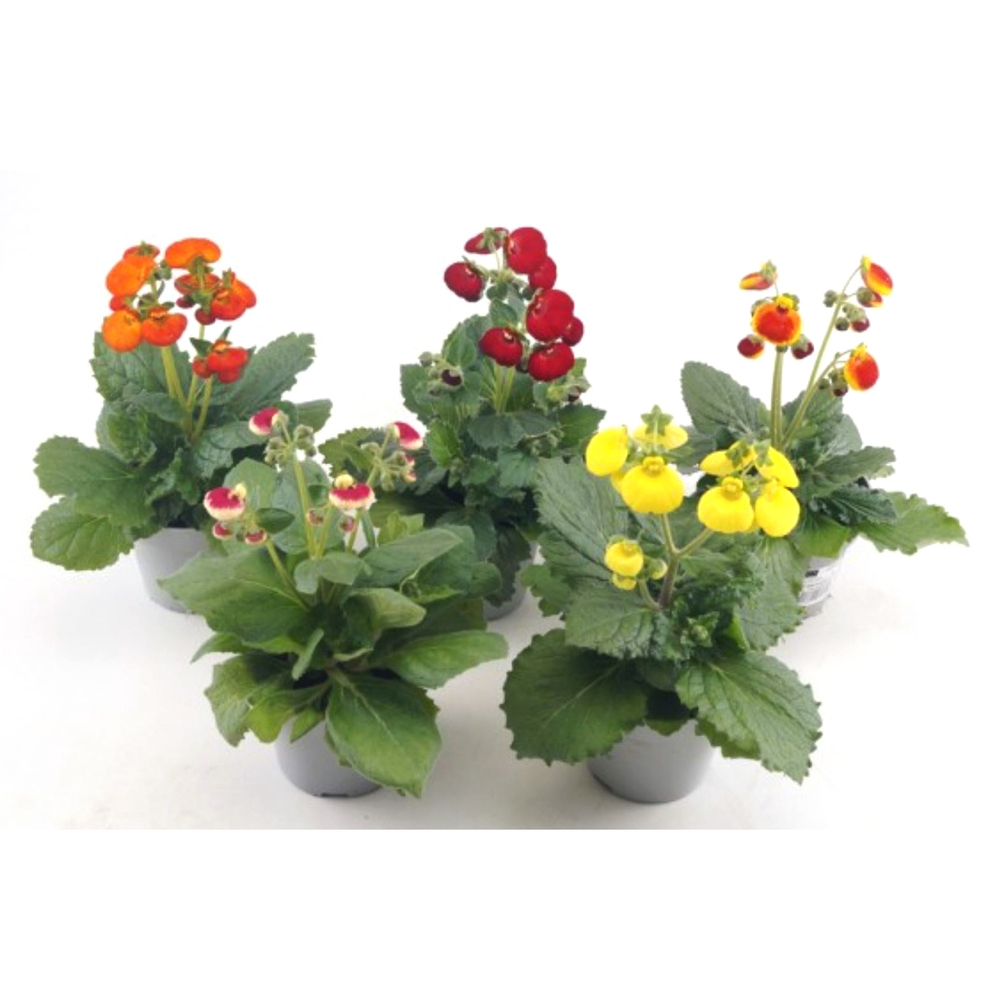 Calceolaria calynopsis