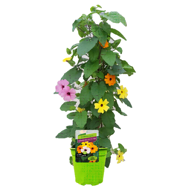 thunbergia alata trio