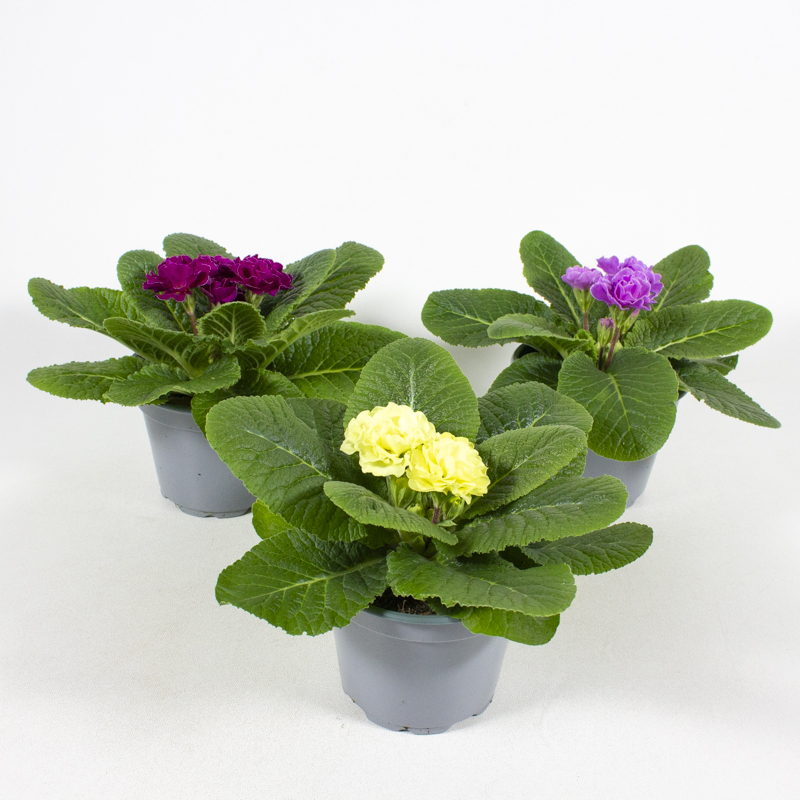 Primula acaulis dreamer