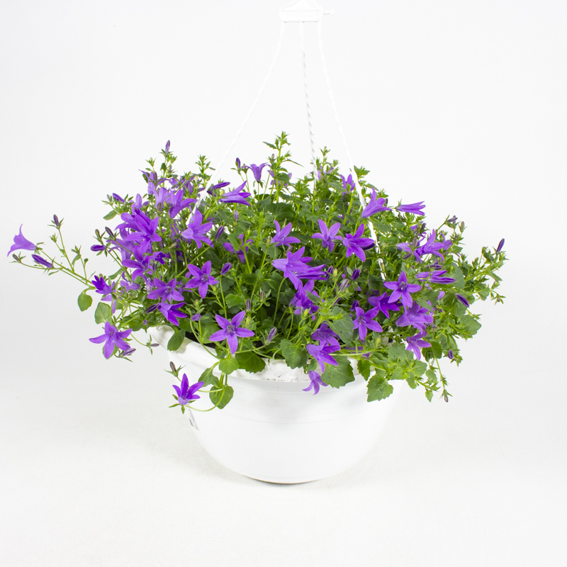 Campanula poscharskyana