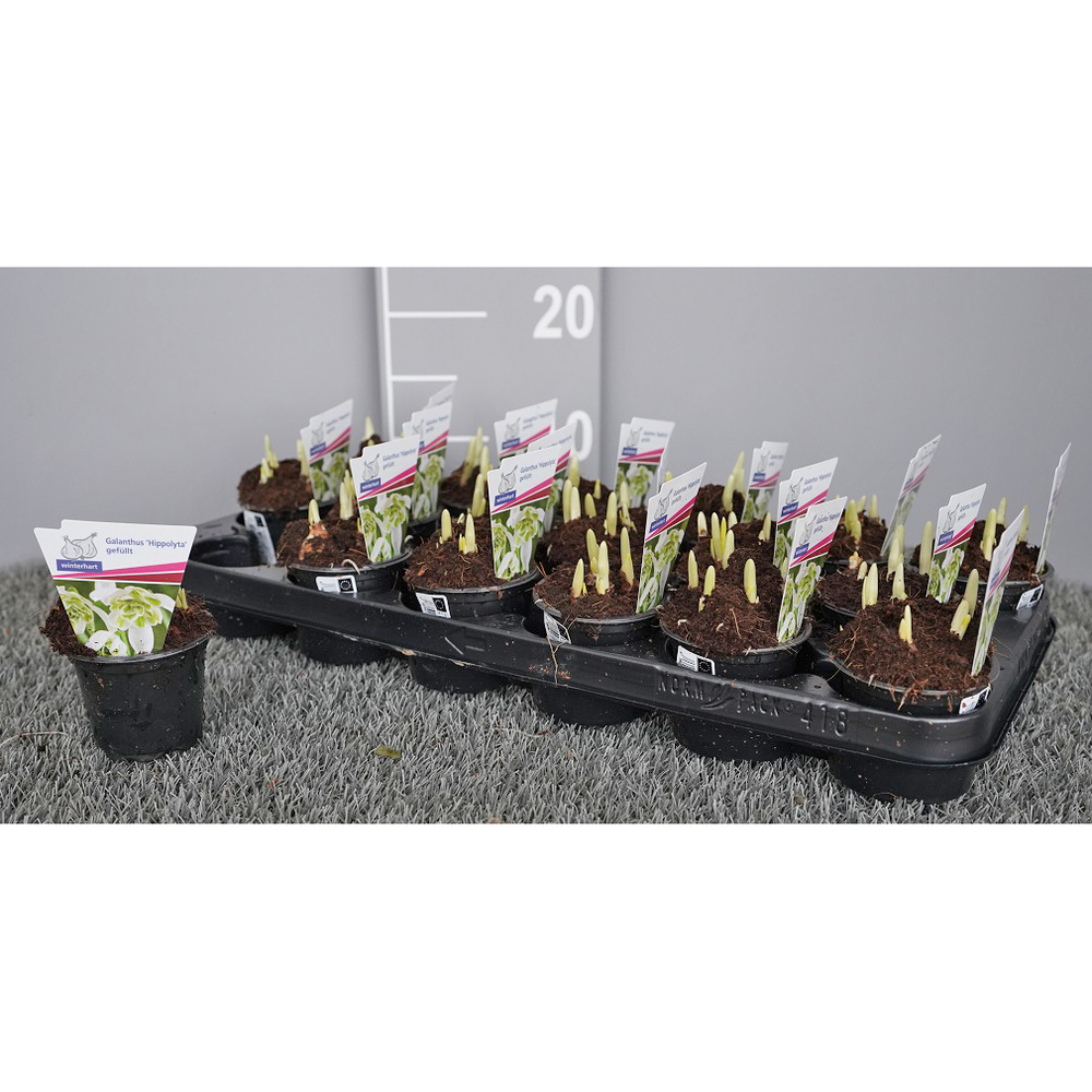 Galanthus hippolyta