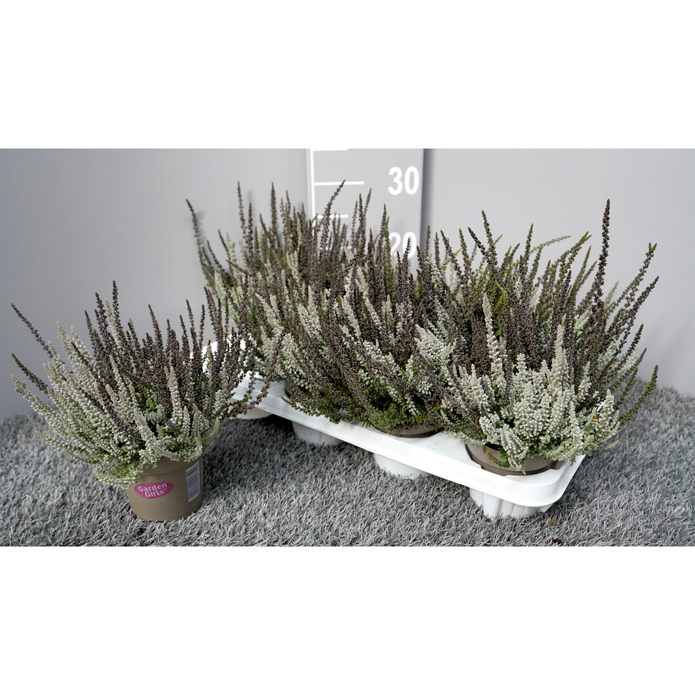 Calluna vulgaris garden girls sunset girls twin