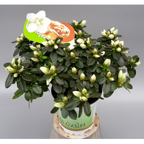 Rhod. simsii miss azalea fabienne