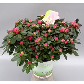 Rhod. simsii miss azalea lisanne