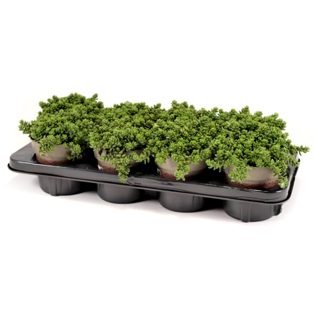 Sedum album athoum