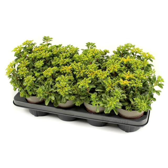 Sedum kamtschaticum