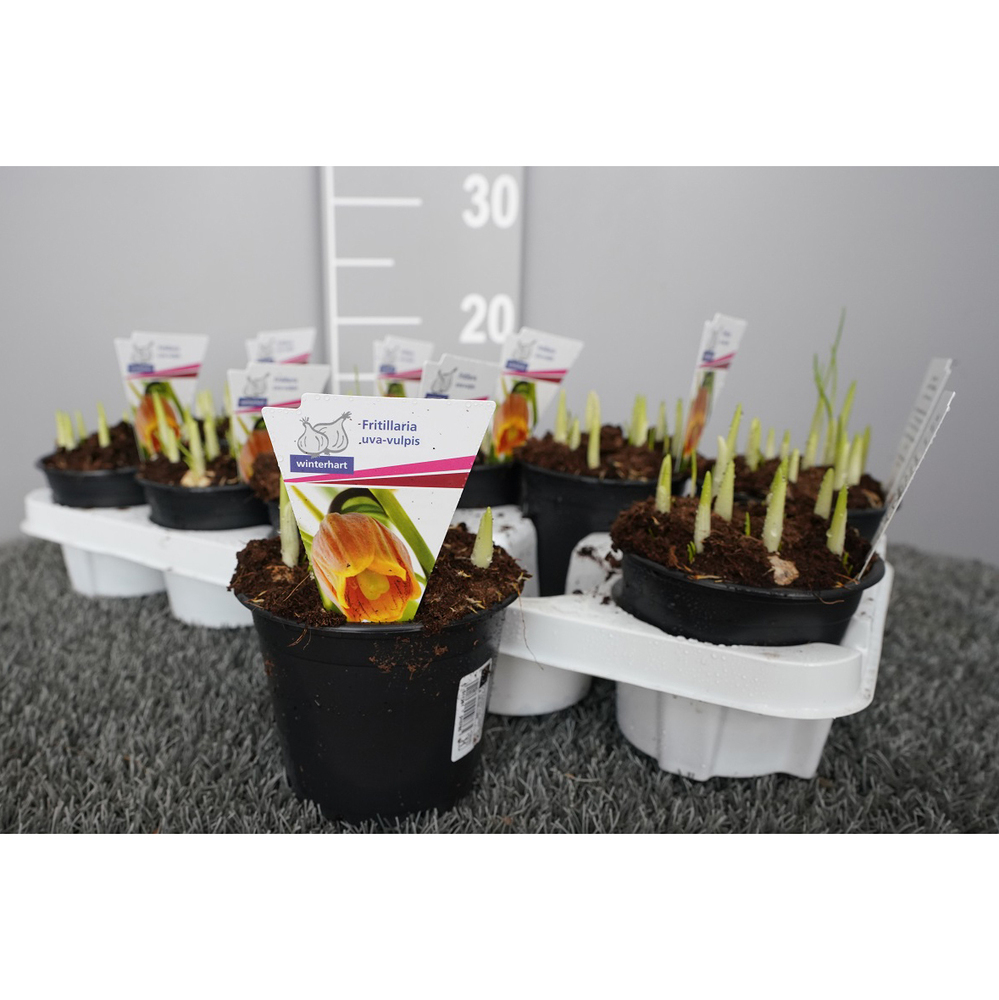 Fritillaria uva-vulpis