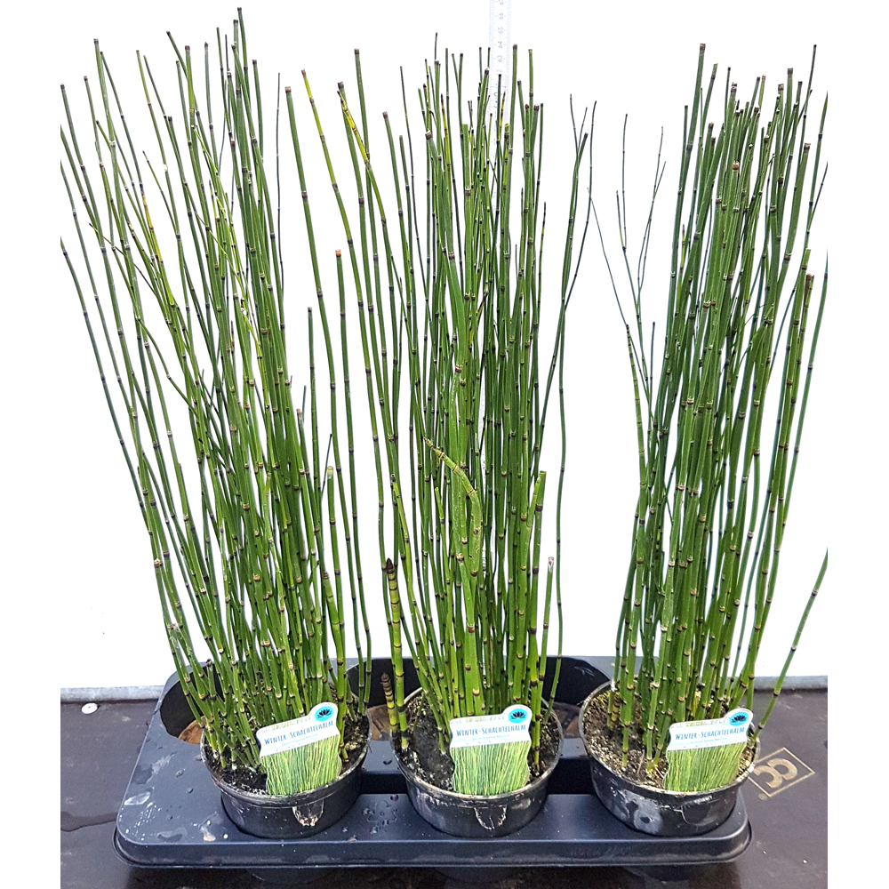 equisetum hyemale var. robustum