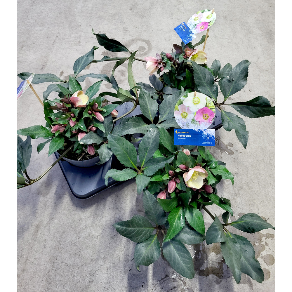 Helleborus hybridus hgc malory