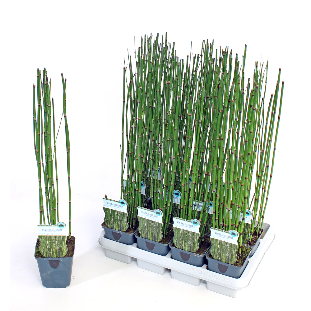 Equisetum hyemale var. robustum