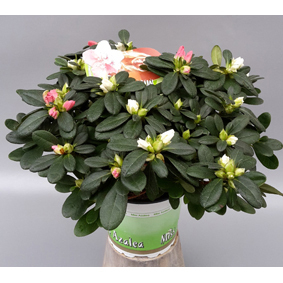 Rhod. simsii miss azalea twin