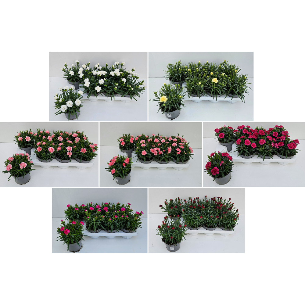 dianthus caryophyllus