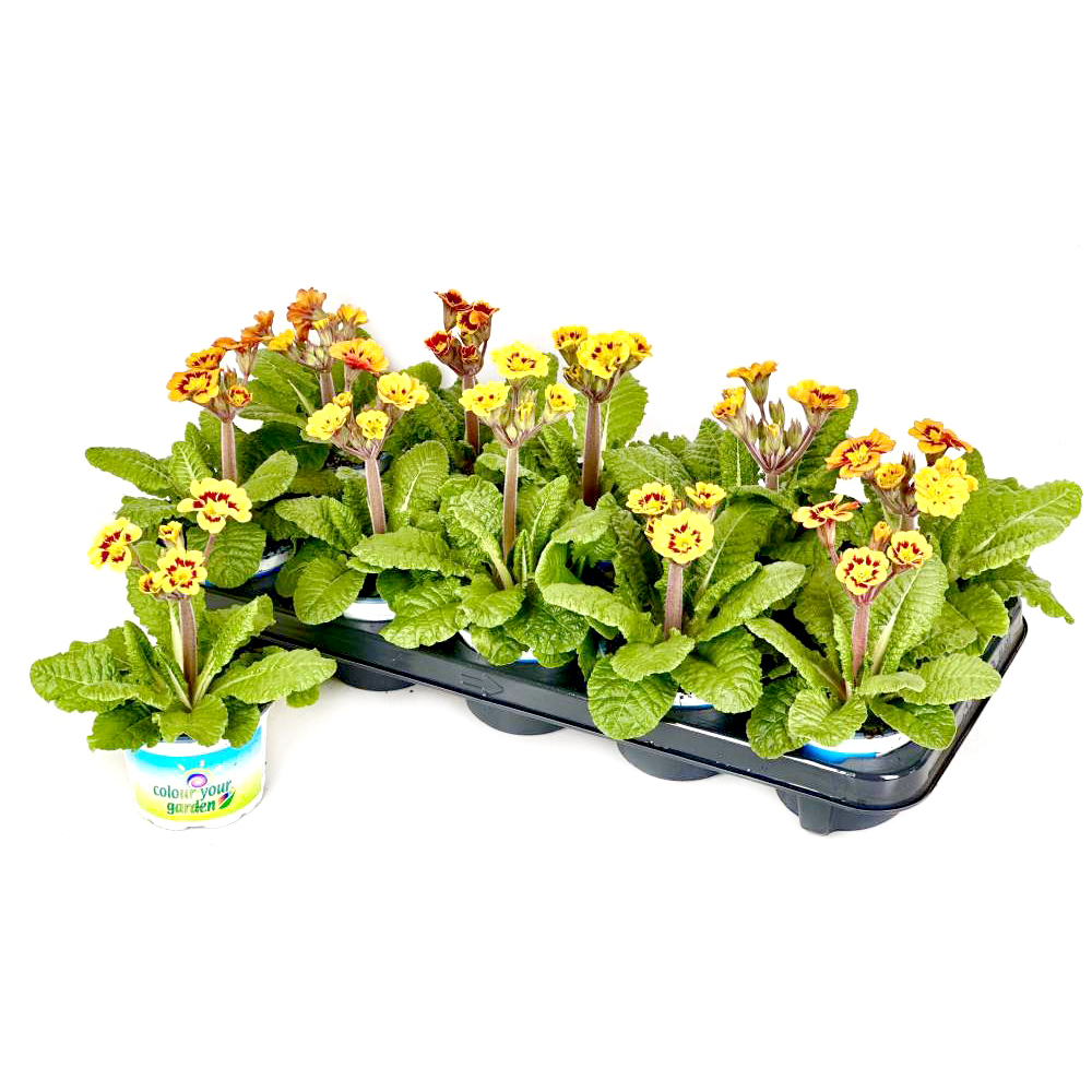 Primula elatior indian tiger