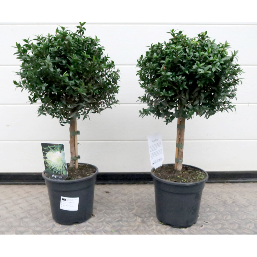 Myrtus communis microphylla